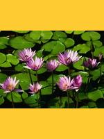 Image de la chanse o chanso