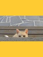 Image de katsukat