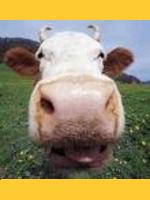 Image de lagrossebertha